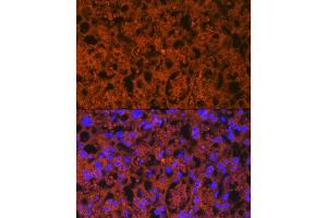 Immunofluorescence analysis of mouse placenta using PLGF Rabbit mAb (ABIN7269384) at dilution of 1:100 (40x lens). (PLGF antibody)