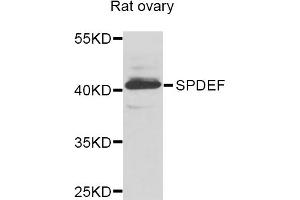 Western blot analysis of extracts of rat ovary, using SPDEF antibody. (SPDEF/PSE antibody)