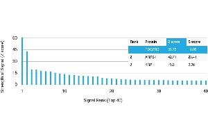 Protein Array (PAr) image for anti-Platelet Derived Growth Factor Receptor beta (PDGFRB) antibody (ABIN7456120) (PDGFRB antibody)