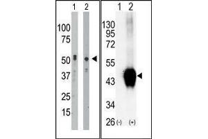 (LEFT)The anti-BCKDK Pab is used in Western blot to detect BCKDK in mouse intestine tissue lysate (Lane 1) and Hela cell lysate (Lane 2). (BCKDK antibody  (C-Term))