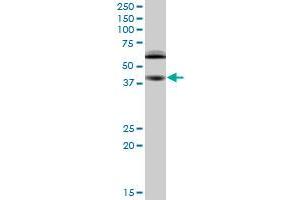 Western Blotting (WB) image for anti-Ring Finger Protein 1 (RING1) (AA 81-171) antibody (ABIN961335) (RING1 antibody  (AA 81-171))