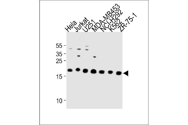 ICT1 antibody  (C-Term)