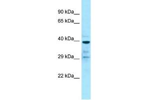 Western Blotting (WB) image for anti-G Protein-Coupled Receptor 68 (GPR68) (C-Term) antibody (ABIN2789837)
