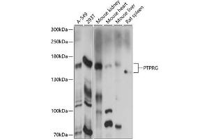 Western blot analysis of extracts of various cell lines, using PTPRG antibody (ABIN7269709) at 1:1000 dilution. (PTPRG antibody  (AA 250-450))
