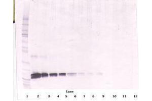 Image no. 2 for anti-KIT Ligand (KITLG) antibody (ABIN1500815)
