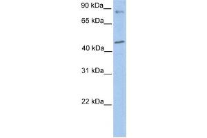 Western Blotting (WB) image for anti-Polymerase (DNA Directed) kappa (POLK) antibody (ABIN2459231) (POLK antibody)