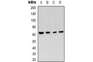 Western blot analysis of AMPK alpha 1 expression in Hela (A), 293T (B), NIH3T3 (C), PC12 (D) whole cell lysates. (PRKAA1 antibody)