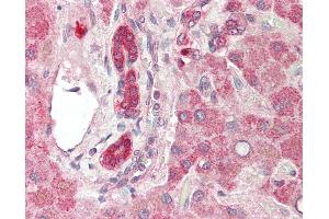 PPAPDC1B antibody  (AA 108-157)