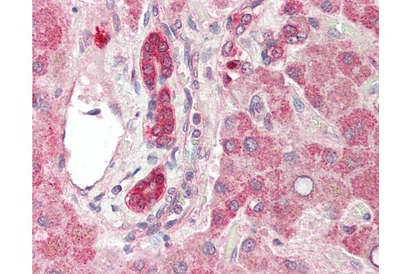 PPAPDC1B antibody  (AA 108-157)