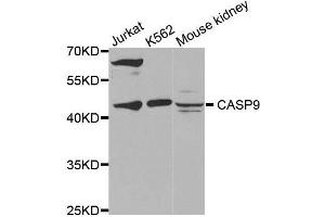 Western blot analysis of extracts of various cell lines, using CASP9 antibody. (Caspase 9 antibody)
