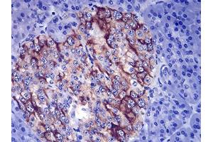 Immunohistochemical analysis of paraffin-embedded pancreas tissues using TSHB mouse mAb with DAB staining. (TSHB antibody  (AA 20-139))