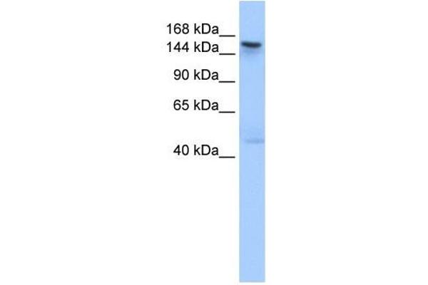 TEX14 antibody  (C-Term)