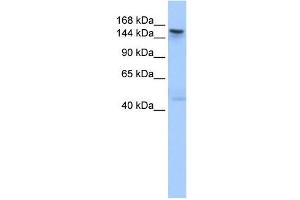 TEX14 antibody used at 1 ug/ml to detect target protein. (TEX14 antibody  (C-Term))