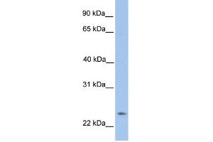 WB Suggested Anti-ORAI1 Antibody Titration:  0. (ORAI1 antibody  (N-Term))