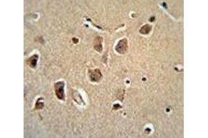 Serpinh1 antibody immunohistochemistry analysis with formalin fixed and paraffin embedded human brain tissue. (SERPINH1 antibody  (AA 222-251))