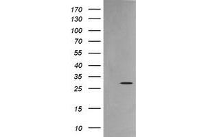 Image no. 5 for anti-Kallikrein 8 (KLK8) antibody (ABIN1498970) (Kallikrein 8 antibody)