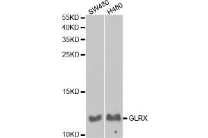 Western Blotting (WB) image for anti-Glutaredoxin 1 (GRX1) antibody (ABIN1876503) (Glutaredoxin 1 antibody)