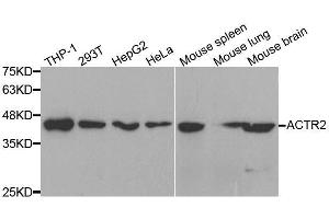Western Blotting (WB) image for anti-Actin-Related Protein 2 (ACTR2) (AA 1-160) antibody (ABIN6136493)