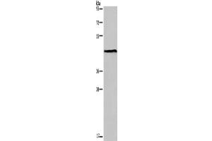Western Blotting (WB) image for anti-Estrogen-Related Receptor gamma (ESRRG) antibody (ABIN2430028) (ESRRG antibody)