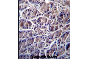 CN8 Antibody (Center) 13161c immunohistochemistry analysis in formalin fixed and paraffin embedded human stomach tissue followed by peroxidase conjugation of the secondary antibody and DAB staining. (Calpain 8 antibody  (AA 290-318))