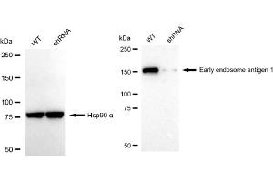 Western blotting analysis using Early endosome antigen 1 antibody (ABIN7798421).