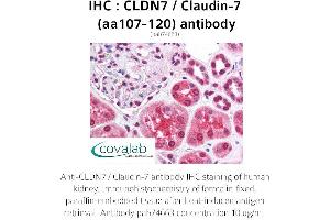 Image no. 1 for anti-Claudin 7 (CLDN7) (AA 107-120) antibody (ABIN1733153) (Claudin 7 antibody  (AA 107-120))