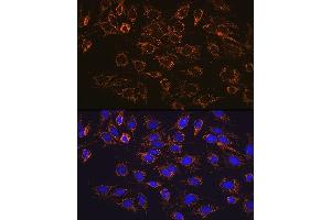 Immunofluorescence analysis of C6 cells using  Rabbit mAb (1217) at dilution of 1:100 (40x lens). (ATP5A1 antibody)
