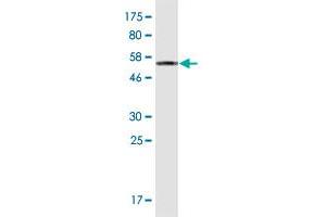 Western Blot detection against Immunogen (50. (ATP6V1E1 antibody  (AA 1-226))