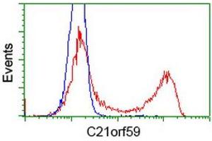 HEK293T cells transfected with either RC200169 overexpress plasmid (Red) or empty vector control plasmid (Blue) were immunostained by anti-C21orf59 antibody (ABIN2452868), and then analyzed by flow cytometry. (C21orf59 antibody)