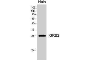 Western Blotting (WB) image for anti-Growth Factor Receptor-Bound Protein 2 (GRB2) (Internal Region) antibody (ABIN3184932)