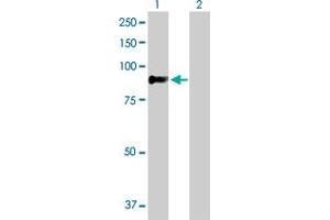 Western Blot analysis of ZNF263 expression in transfected 293T cell line by ZNF263 MaxPab polyclonal antibody.