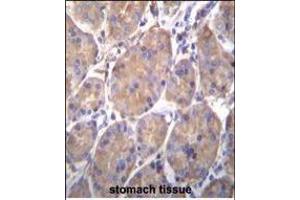 HSP90B1 Antibody (Center) (ABIN655868 and ABIN2845274) immunohistochemistry analysis in formalin fixed and paraffin embedded human stomach tissue followed by peroxidase conjugation of the secondary antibody and DAB staining. (GRP94 antibody  (AA 460-487))