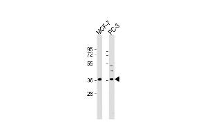 All lanes : Anti-VEGF Antibody (C-term) at 1:2000 dilution Lane 1: MCF-7 whole cell lysate Lane 2: PC-3 whole cell lysate Lysates/proteins at 20 μg per lane. (VEGF antibody  (C-Term))