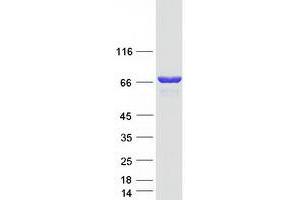 Validation with Western Blot (PAK4 Protein (Transcript Variant 3) (Myc-DYKDDDDK Tag))