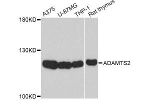 Western blot analysis of extracts of various cell lines, using ADAMTS2 Antibody (ABIN4902839) at 1:1000 dilution.