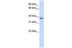 Western Blotting (WB) image for anti-ERGIC and Golgi 2 (ERGIC2) antibody (ABIN2458373) (ERGIC2 antibody)