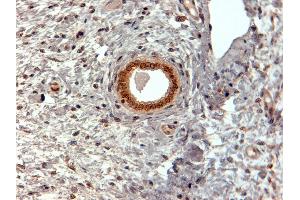 ABIN185491 (2µg/ml) staining of paraffin embedded Human Uterus. (CBX5 antibody  (Internal Region))