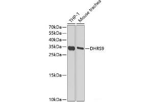 Western blot analysis of extracts of various cell lines using DHRS9 Polyclonal Antibody at dilution of 1:1000. (DHRS9 antibody)