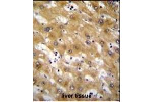 CLEC12B Antibody (C-term) (ABIN655532 and ABIN2845044) immunohistochemistry analysis in formalin fixed and paraffin embedded human liver tissue followed by peroxidase conjugation of the secondary antibody and DAB staining. (CLEC12B antibody  (C-Term))