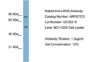 WB Suggested Anti-LRDD  Antibody Titration: 0. (PIDD antibody  (Middle Region))