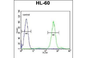 Flow cytometric analysis of HL-60 cells (right histogram) compared to a negative control cell (left histogram). (FOXC2 antibody  (AA 183-210))