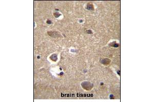 MRPL9 Antibody (N-term) (ABIN656965 and ABIN2846149) immunohistochemistry analysis in formalin fixed and paraffin embedded human brain tissue followed by peroxidase conjugation of the secondary antibody and DAB staining. (MRPL9 antibody  (N-Term))