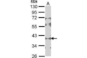 WB Image Sample (30 ug of whole cell lysate) A: NIH-3T3 10% SDS PAGE Creatine Kinase BB antibody antibody diluted at 1:1000 (CKB antibody)