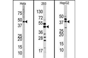 Western blot analysis of anti-PK1 Antibody (Center) Pab (R) in Hela, 293, and HepG2 cell line lysates. (ERK2 antibody  (AA 154-183))