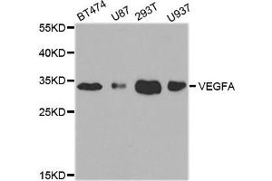 Western blot analysis of extracts of various cell lines, using VEGFA antibody. (VEGFA antibody)
