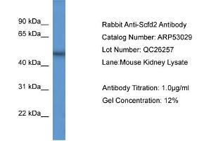 WB Suggested Anti-Scfd2  Antibody Titration: 0. (SCFD2 antibody  (Middle Region))