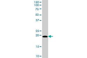MRPL18 MaxPab polyclonal antibody. (MRPL18 antibody  (AA 1-180))