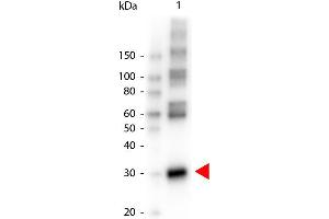 Western Blot of Peroxidase conjugated Rabbit anti-L-ASPARAGINASE antibody. (AnsB antibody (HRP))