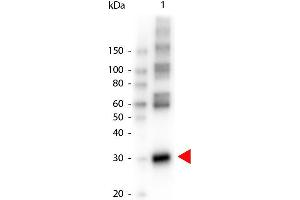 Western Blot of Peroxidase conjugated Rabbit anti-L-ASPARAGINASE antibody. (ASRGL1 antibody  (HRP))