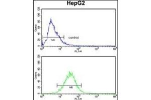 T Antibody (N-term) (ABIN390700 and ABIN2840986) flow cytometry analysis of HepG2 cells (bottom histogr) compared to a negative control cell (top histogr). (Aminomethyltransferase antibody  (N-Term))